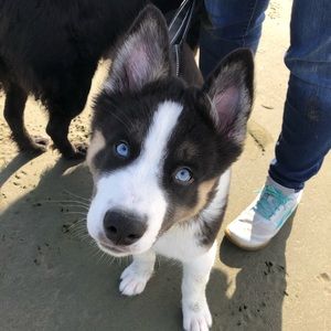 Meet your Posher, Allison